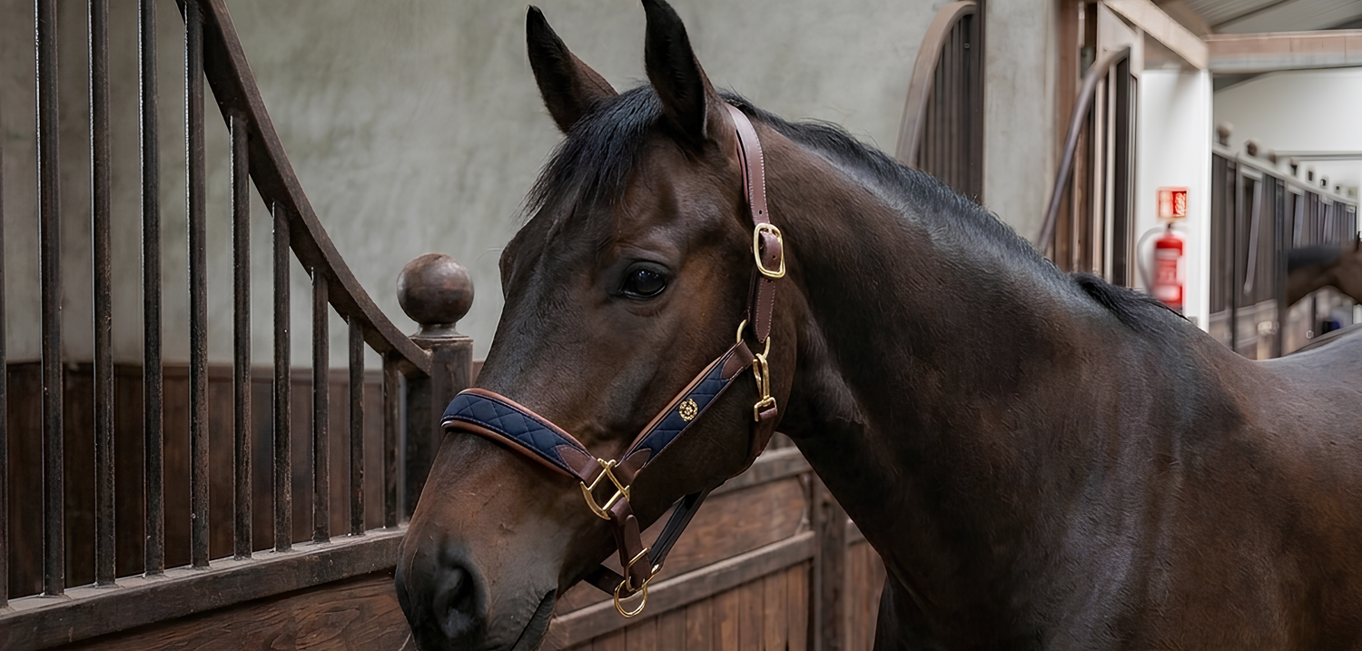 Halters